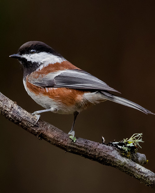 Chestnut-backed Chickadee