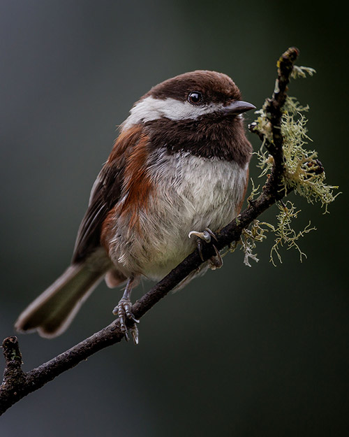 Chestnut-backed Chickadee