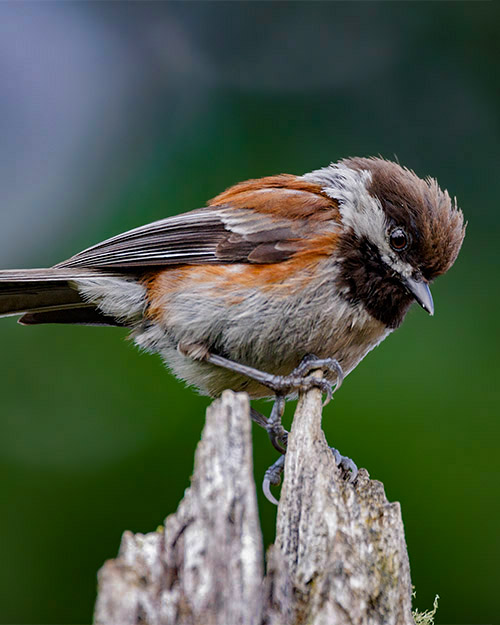 Chestnut-backed Chickadee