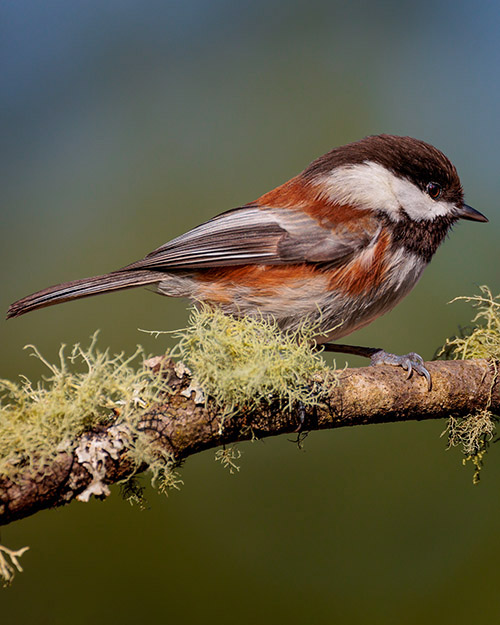 Chestnut-backed Chickadee