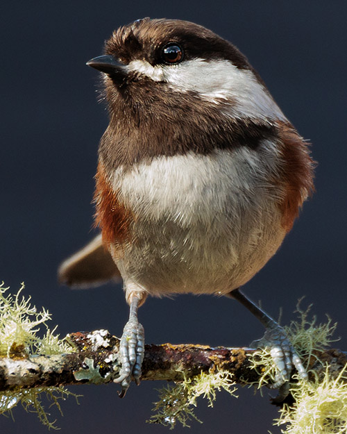 Chestnut-backed Chickadee