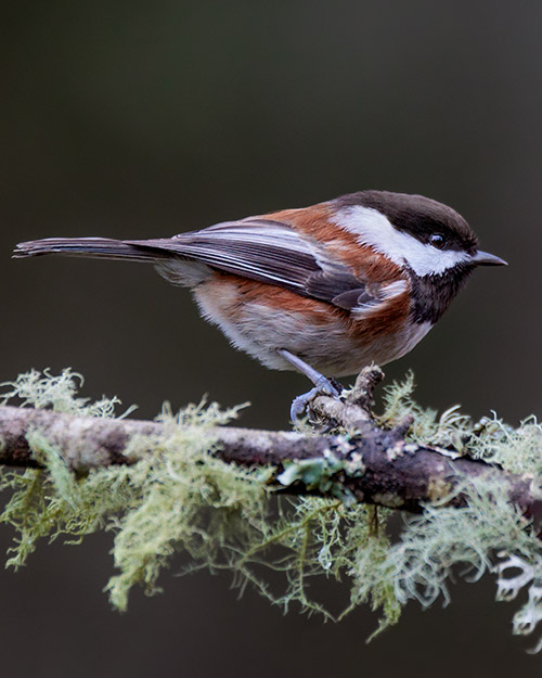 Chestnut-backed Chickadee