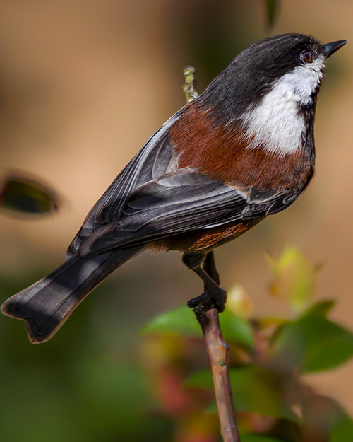 Chestnut-backed Chickadee