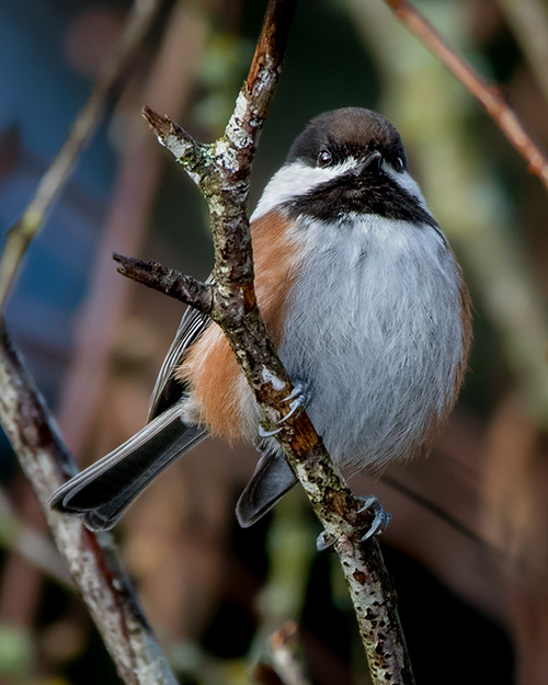 Chestnut-backed Chickadee