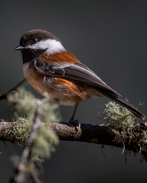 Chestnut-backed Chickadee