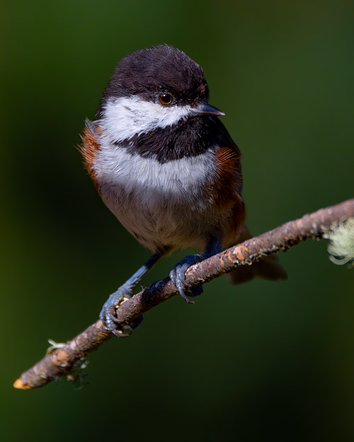 Chestnut-backed Chickadee