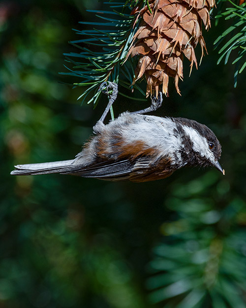 Chestnut-backed Chickadee