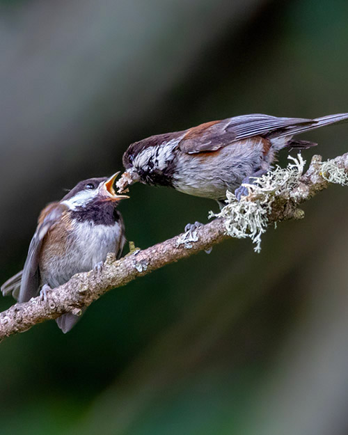 Chestnut-backed Chickadee