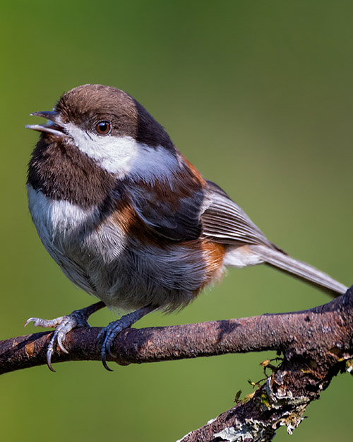 Chestnut-backed Chickadee