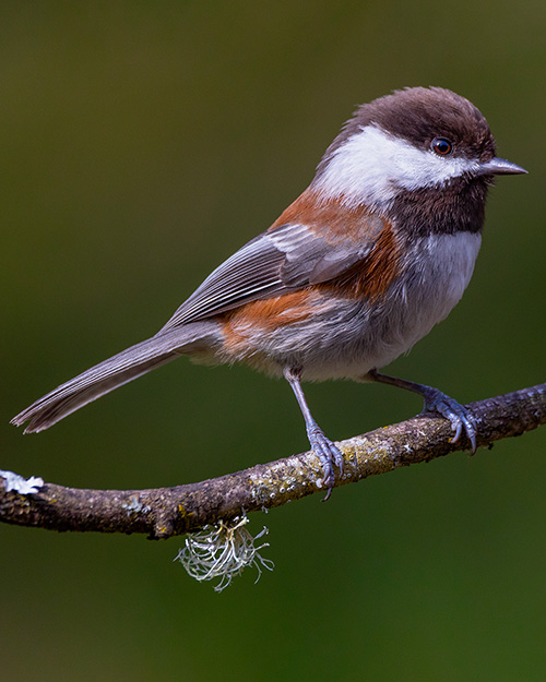 Chestnut-backed Chickadee