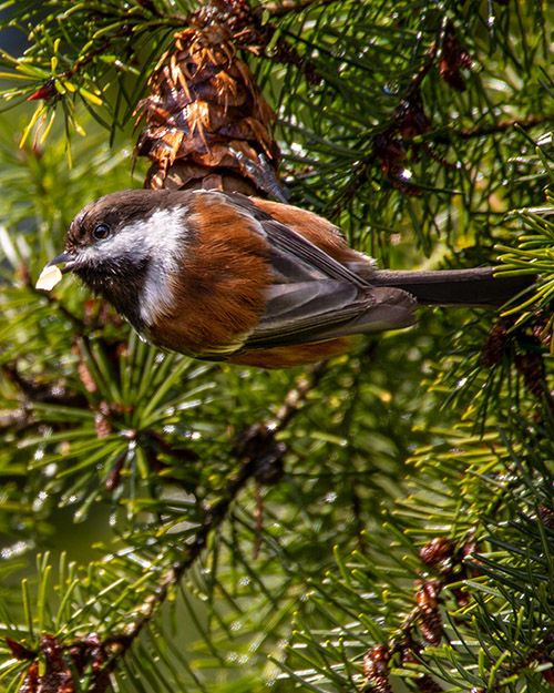 Chestnut-backed Chickadee