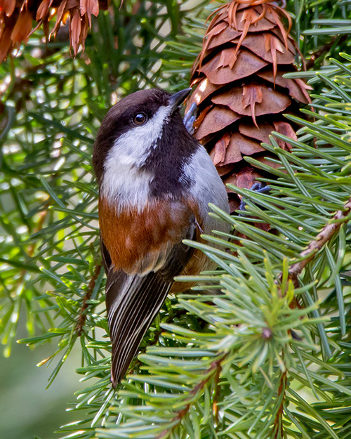 Chestnut-backed Chickadee