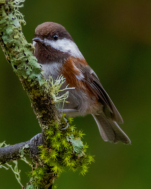 Chestnut-backed Chickadee