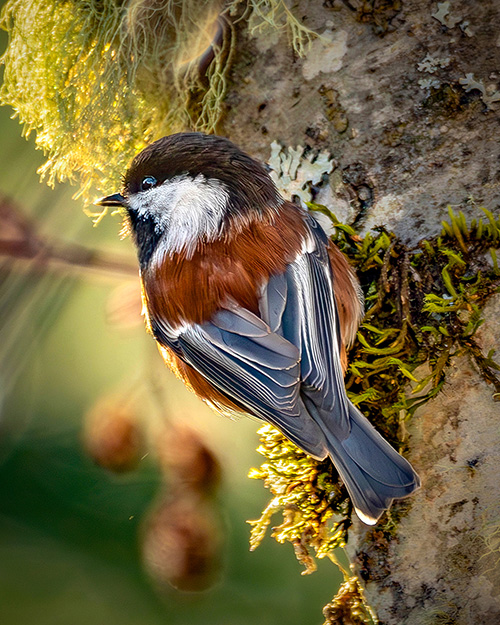 Chestnut-backed Chickadee