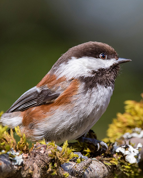 Chestnut-backed Chickadee