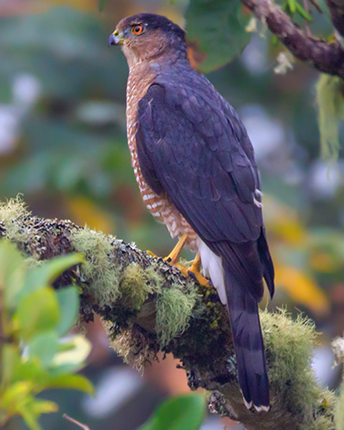 Cooper's Hawk