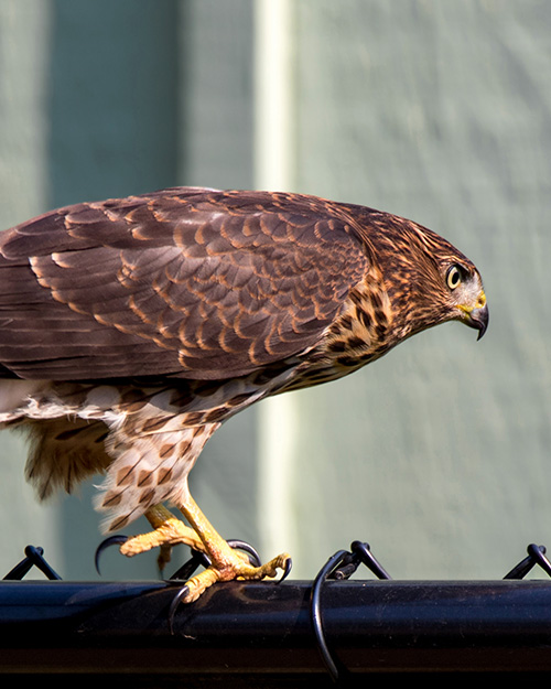 Cooper's Hawk