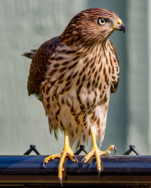 Cooper's Hawk