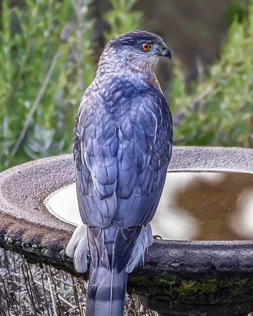 Cooper's Hawk