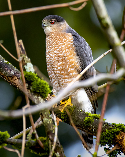 Cooper's Hawk