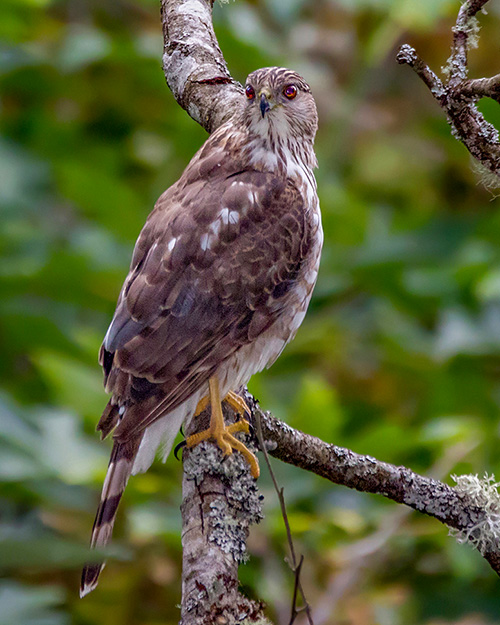 Cooper's Hawk