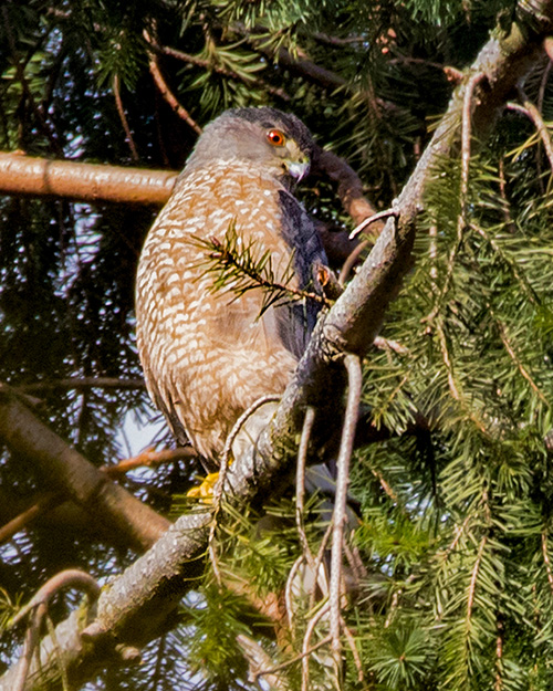 Cooper's Hawk