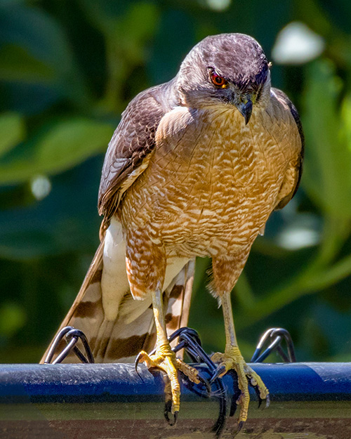 Cooper's Hawk