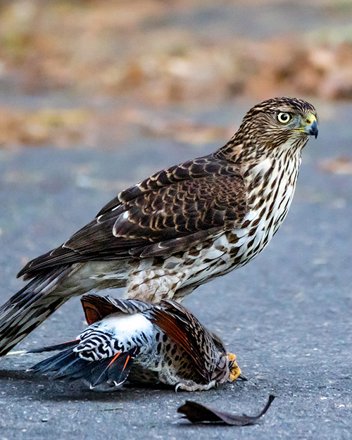 Cooper's Hawk