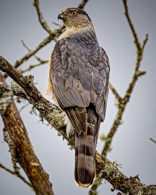Cooper's Hawk