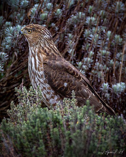 Cooper's Hawk