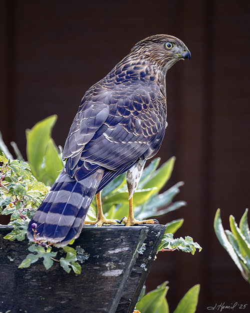Cooper's Hawk