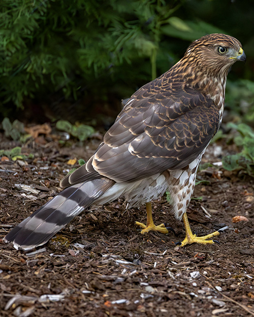Cooper's Hawk