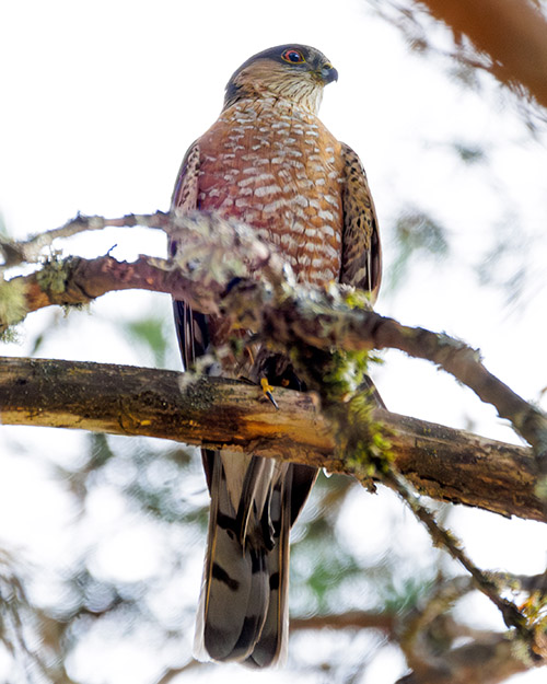 Cooper's Hawk