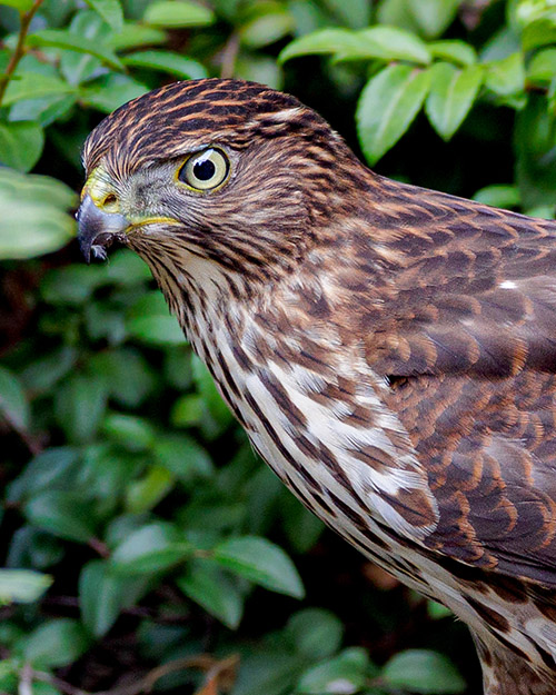 Cooper's Hawk