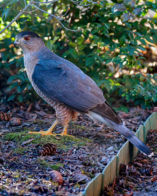 Cooper's Hawk