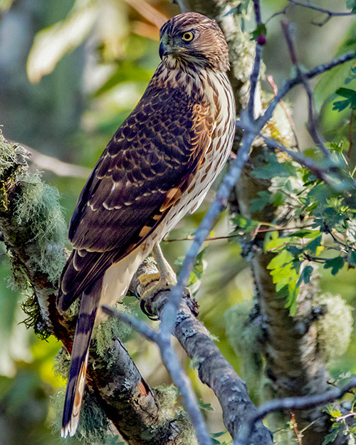 Cooper's Hawk