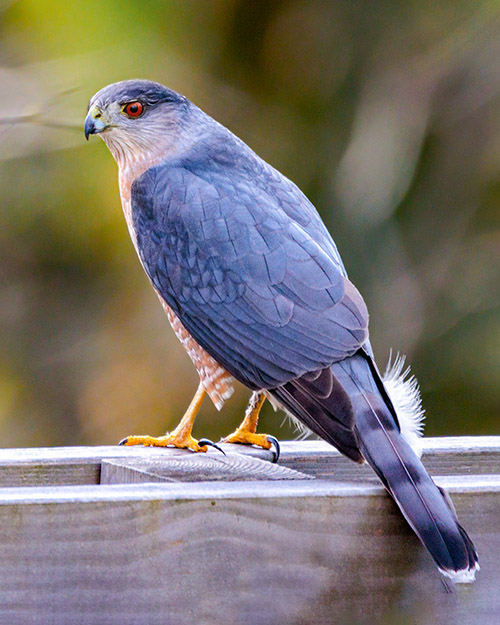 Cooper's Hawk