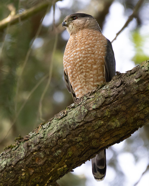 Cooper's Hawk