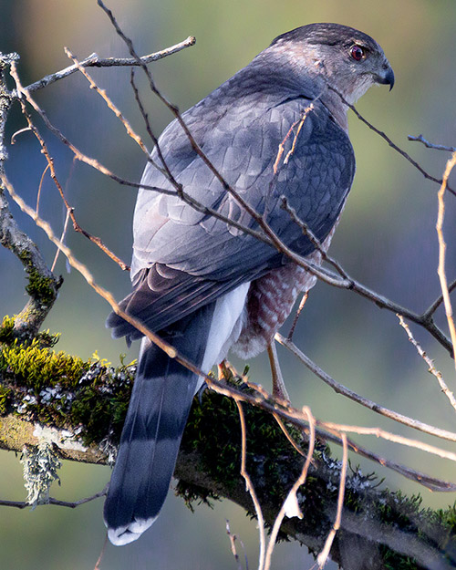 Cooper's Hawk