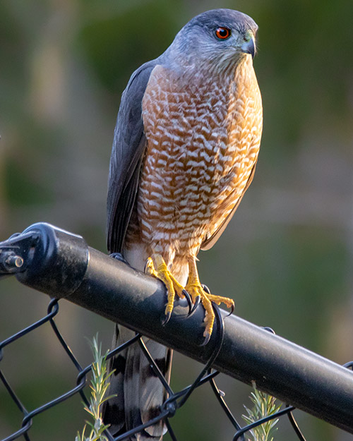 Cooper's Hawk