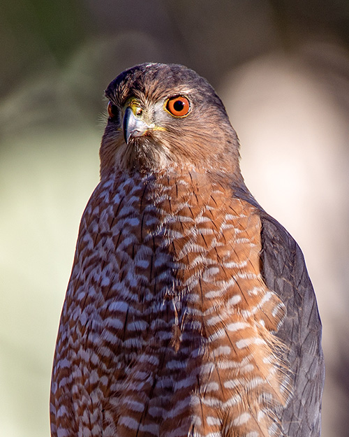 Cooper's Hawk