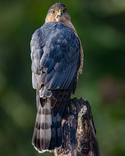 Cooper's Hawk