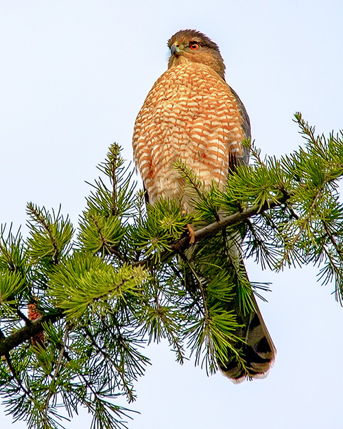 Cooper's Hawk