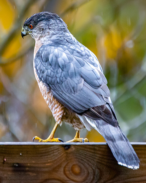 Cooper's Hawk