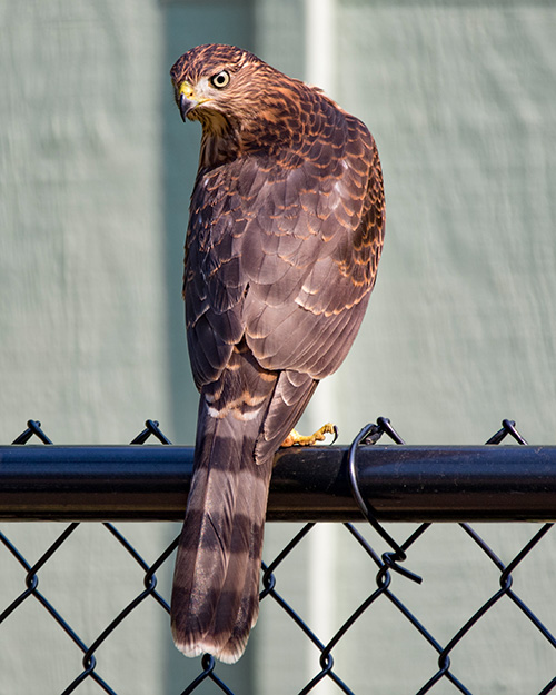 Cooper's Hawk