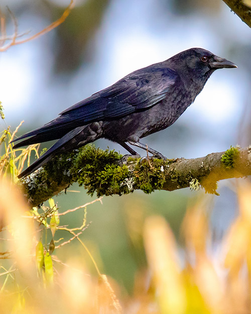 American Crow