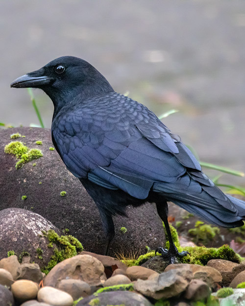 American Crow