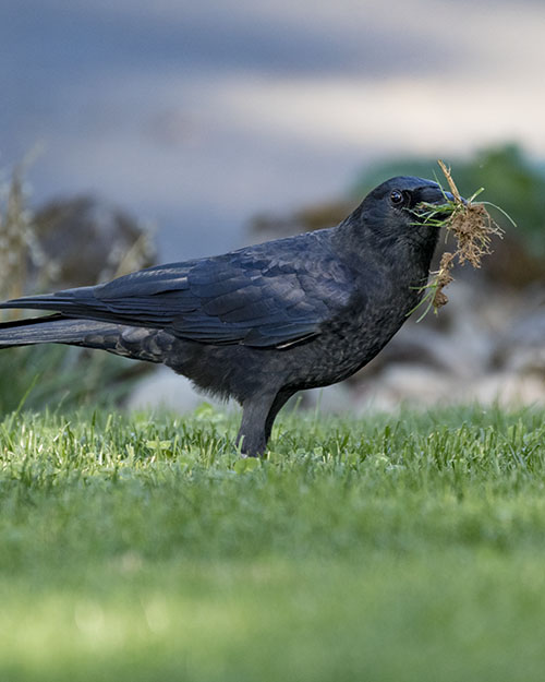 American Crow