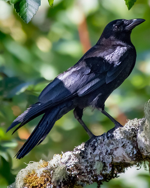 American Crow