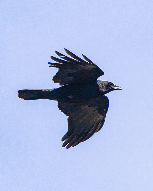 American Crow